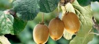 از خواص شگفت انگیز کیوی چه می دانید؟