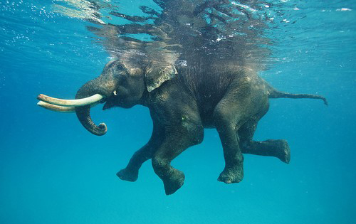عکس های جالب از نماهایی دیدنی از حیوانات در زیر آب