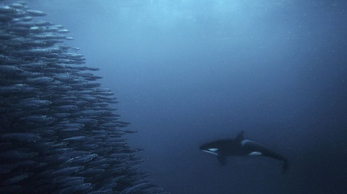عکس های جالب از نماهایی دیدنی از حیوانات در زیر آب