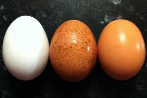 نکاتی مهم درباره نگهداری از تخم مرغ