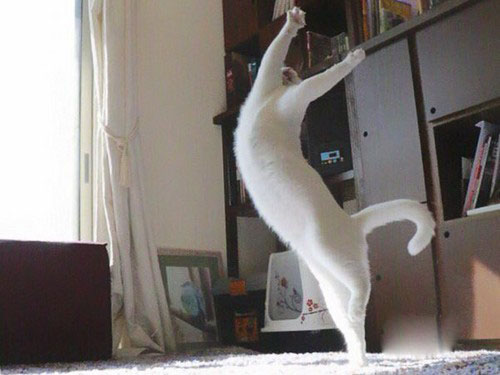 این گربه رقاص همه را مجذوب خودش کرد (عکس)