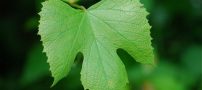 خواص شاخه های نازک برگ مو