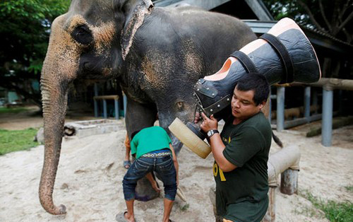 ساخته شدن پای مصنوعی برای فیل ها در تایلند (عکس)