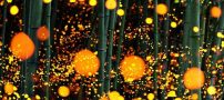 عکس هایی باورنکردنی از کرم های شب تاب در جنگل های ژاپن