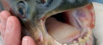 کشف ماهی با دندان شبه انسان (عکس)