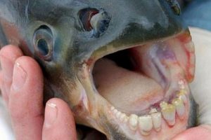 کشف ماهی با دندان شبه انسان (عکس)