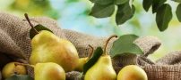 از خواص گلابی چه می دانید؟