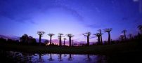 عکس هایی از منحصر به فردترین درخت های جهان