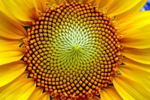 مفید بودن تخمه آفتابگردان برای مو