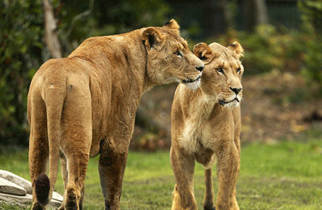 فرار جنجالی شیرها از باغ وحش (عکس)