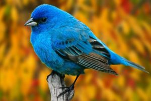شعر زیبای سحر بلبل حکایت با صبا کرد از حافظ