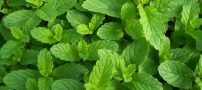 از خواص فوق العاده نعنا چه می دانید؟!