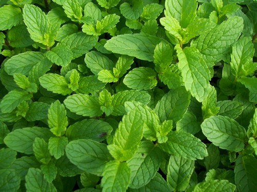 از خواص فوق العاده نعنا چه می دانید؟! از خواص فوق العاده نعنا چه می دانید؟!