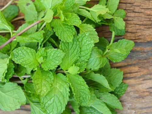 از خواص فوق العاده نعنا چه می دانید؟! از خواص فوق العاده نعنا چه می دانید؟!