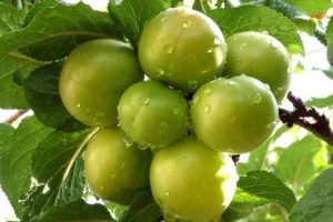از خواص گوجه سبز برای پوست چه می دانید؟!