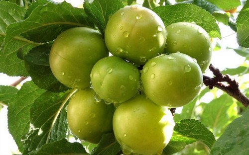 از خواص گوجه سبز برای پوست چه می دانید؟! از خواص گوجه سبز برای پوست چه می دانید؟!
