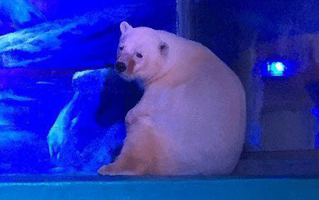 عکسی ناراحت کننده از غمگین ترین خرس جهان