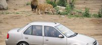 خورده شدن این خانم میانسال توسط ببر وحشی (عکس)