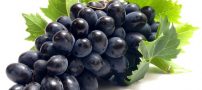 از خواص جالب انگور چه می دانید؟