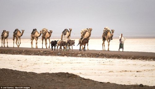 این مرد سخت ترین شغل دنیا را انجام می دهد (عکس)