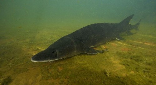 صید کمیاب ترین ماهی دنیا توسط پسر 19 ساله (عکس)