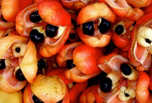 عکس های باورنکردنی از عجیب ترین میوه های دنیا