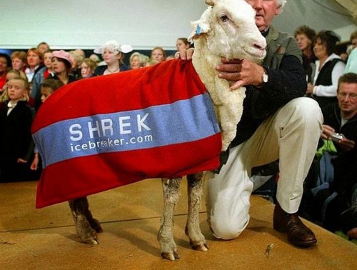 گوسفندی همراه با 40 کیلوگرم پشم (عکس)