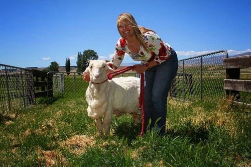 گوسفندی همراه با 40 کیلوگرم پشم (عکس)