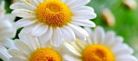 نکاتی درباره ی خواص جالب بابونه