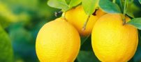 چگونه لیمو را تا مدت طولانی تازه نگه داریم؟