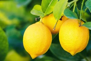 چگونه لیمو را تا مدت طولانی تازه نگه داریم؟