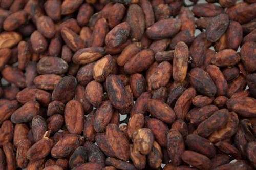 عکس هایی از برداشت میوه کاکائو در اکوادور