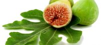 خواص انجیر برای سلامتی انسان