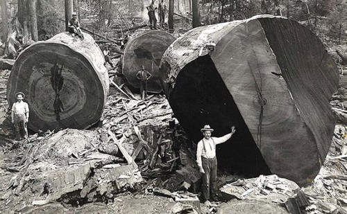 عکس های قدیمی از قطع بزرگترین درختان جهان