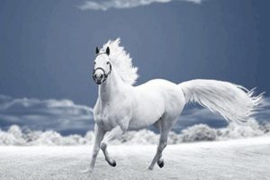 شعری از منوچهر آتشی به نام اسب سفید وحشی