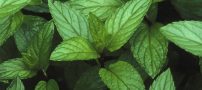 رفع خواب آلودگی و خستگی با این سبزی معطر