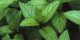 رفع خواب آلودگی و خستگی با این سبزی معطر