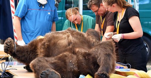 خرس ۲۵۰ کیلویی به دندان پزشکی رفت (عکس)