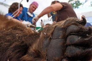 خرس ۲۵۰ کیلویی به دندان پزشکی رفت (عکس)
