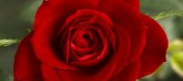 اس ام اس زیبا و عاشقانه جدید