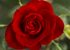 اس ام اس زیبا و عاشقانه جدید