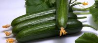 از خواص جالب خیار چه می دانید؟!