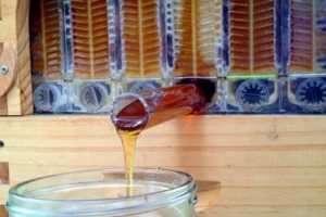 برداشت عسل از کندو با این اختراع جالب (عکس)