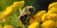داستان پندآموزی و زیبای زنبور و ظرف عسل