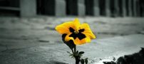 هوشنگ ابتهاج و شعر زیبای ایشان به نام زنده باش