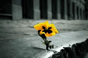 هوشنگ ابتهاج و شعر زیبای ایشان به نام زنده باش