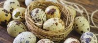 از خواص جالب تخم بلدرچین چه میدانید؟!