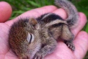 عکس هایی از نجات زیباترین سنجاب جهان