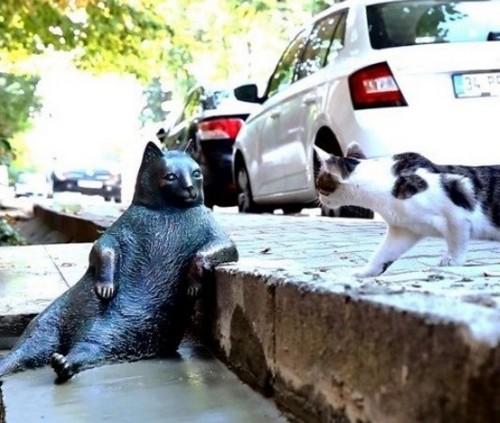عکس هایی از مجسمه گربه معروف استانبول