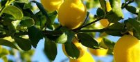 زمان مناسب برای سم پاشی درختان!!